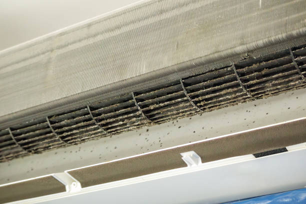 Best Air Duct Mold Removal  in Tuckerman, AR